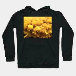 Gorse Bush Flowers (Ulex europaeus) Hoodie